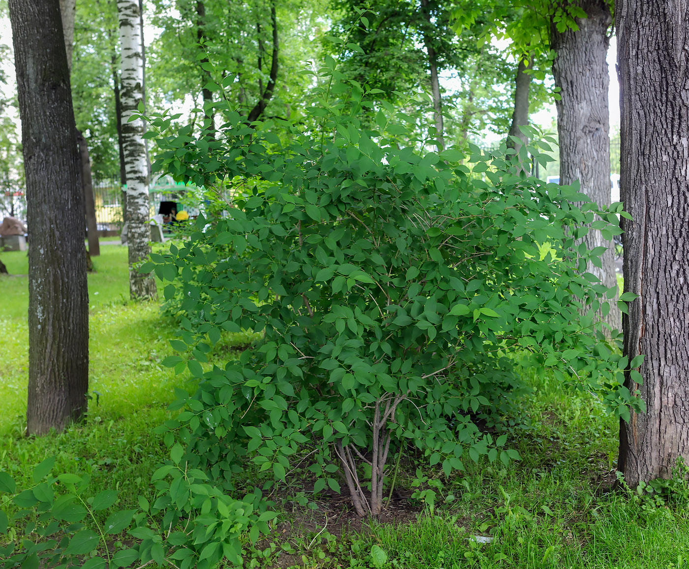 Image of genus Forsythia specimen.