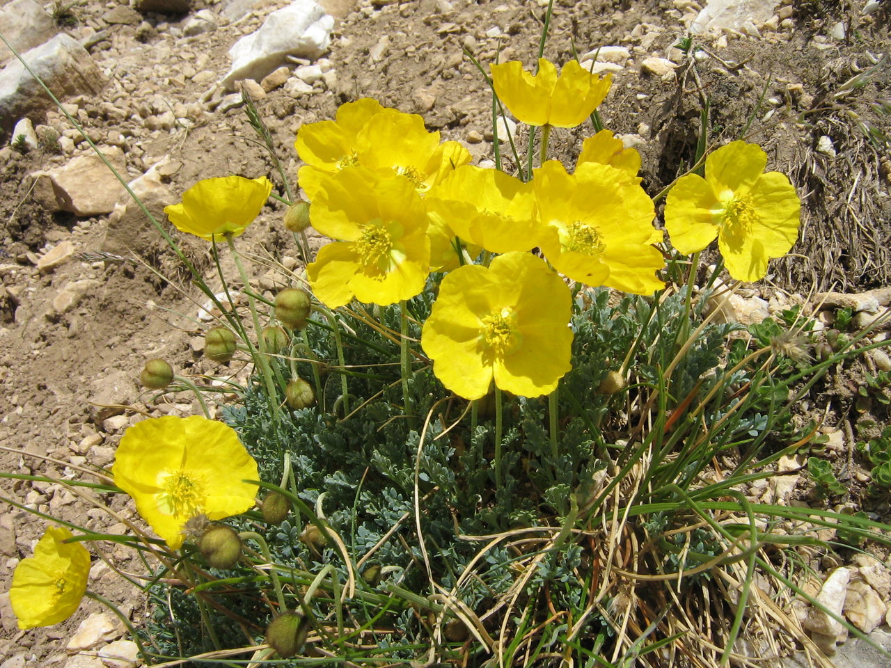 Image of Papaver degenii specimen.