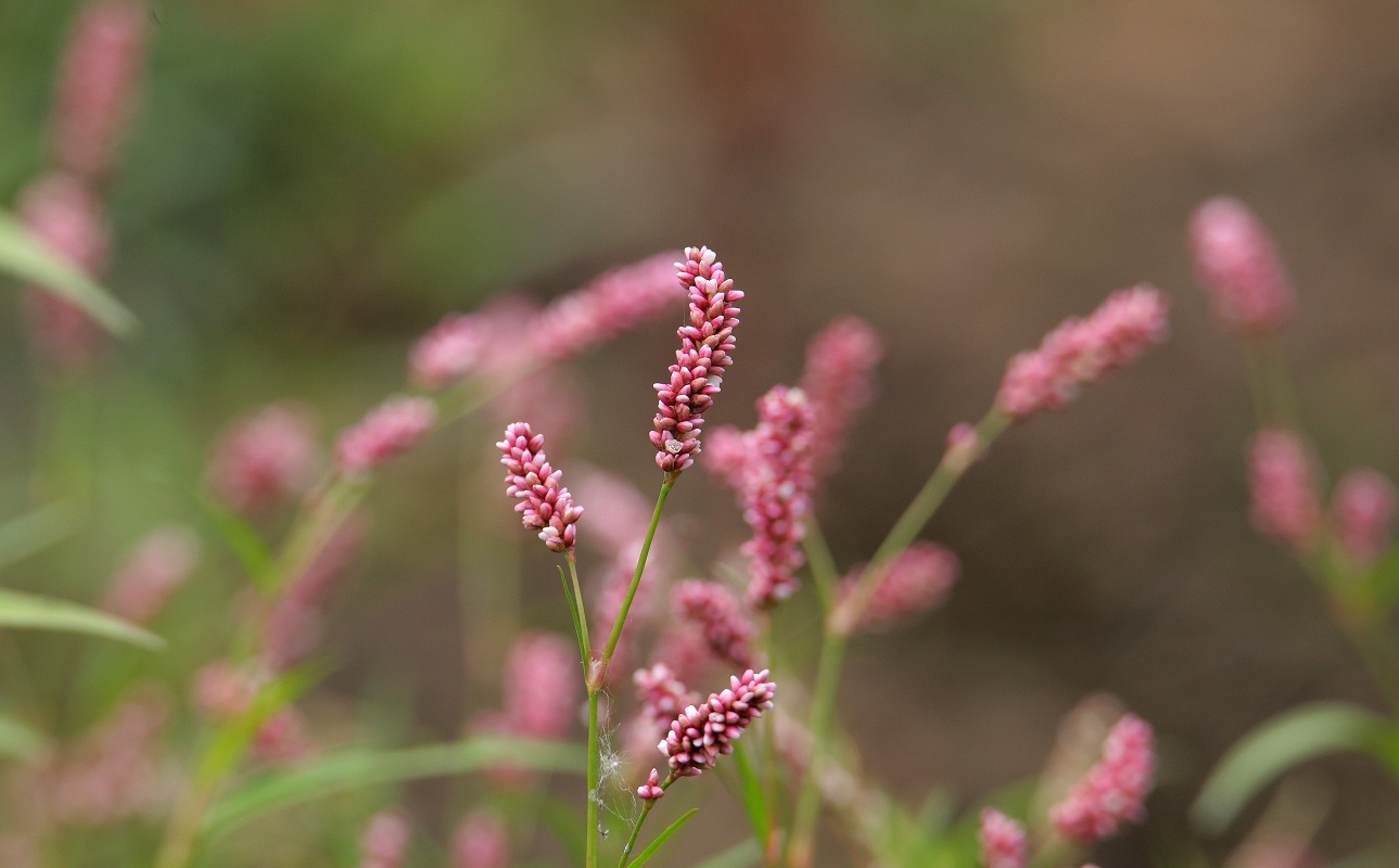 Image of Persicaria maculosa specimen.