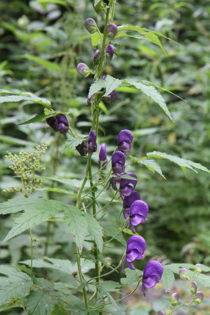 Image of Aconitum baicalense specimen.