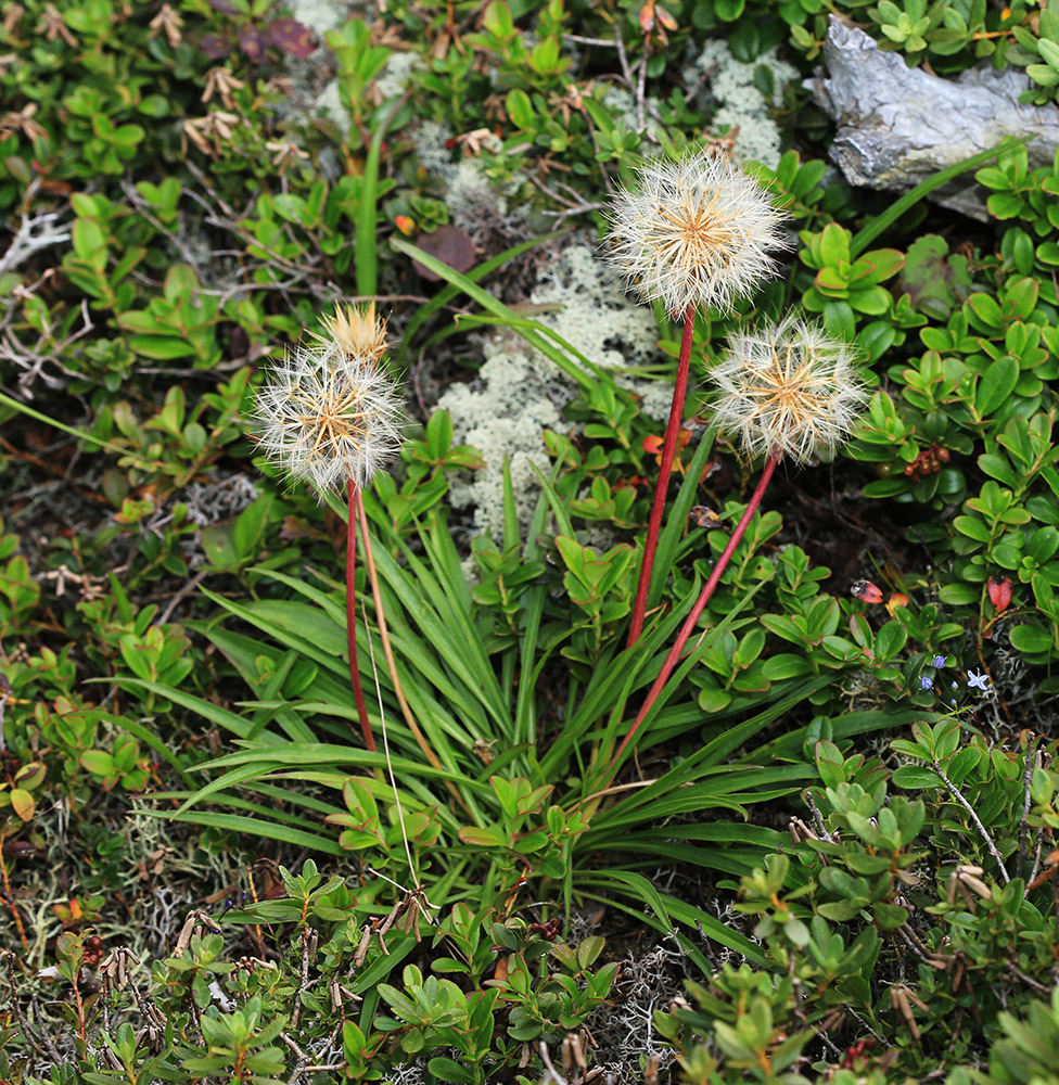 Image of Scorzonera radiata specimen.