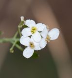 Crambe sventenii