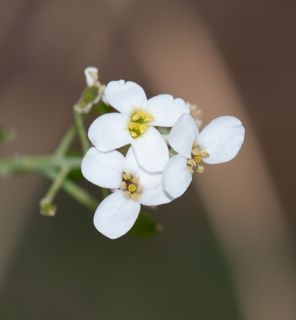 Изображение особи Crambe sventenii.