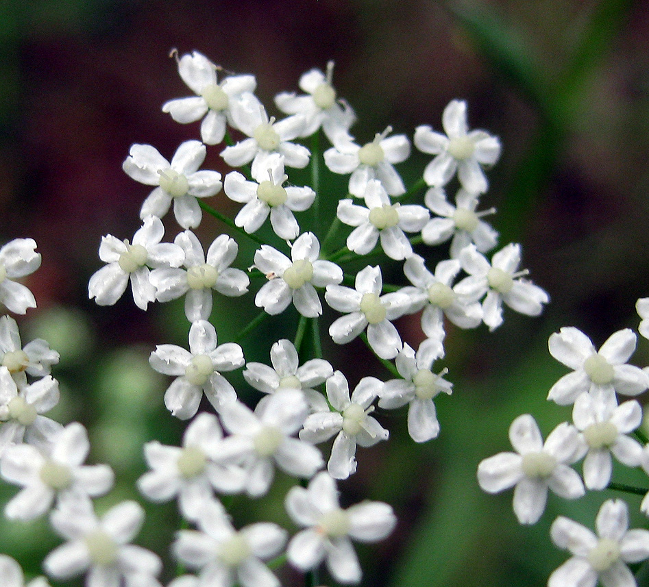 Image of Pimpinella saxifraga specimen.