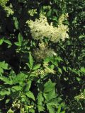 Filipendula ulmaria. Верхушка цветущего растения. Нидерланды, провинция Гронинген, окр. Гронингена, берег канала. 2 июля 2006 г.