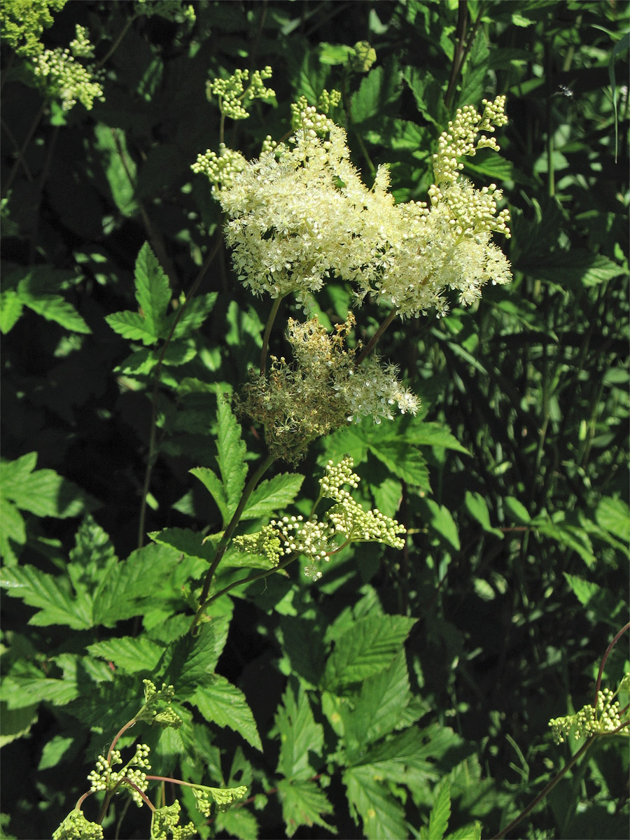 Image of Filipendula ulmaria specimen.