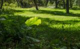 Rumex confertus. Вегетирующее растение, видны листья с абаксиальной стороны. Башкортостан, Гафурийский р-н, Имендяшевский сельсовет, окр. дер. Таш-Асты, долина р. Зилим, поляна в разреженном сосновом лесу. 5 сентября 2020 г.