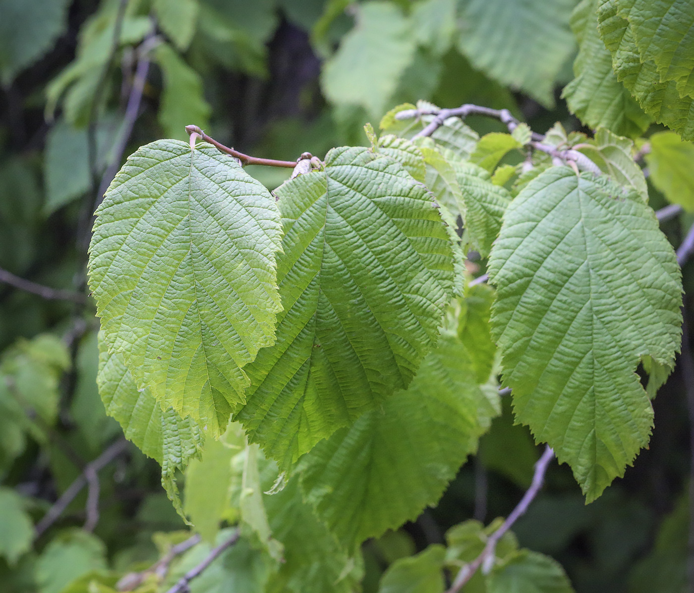 Image of Corylus cornuta specimen.