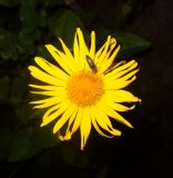 Doronicum carpaticum