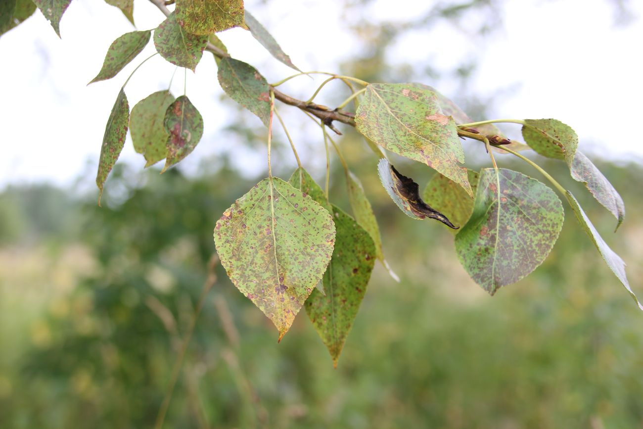 Image of Populus &times; sibirica specimen.