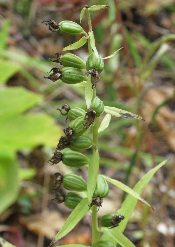 Image of Epipactis papillosa specimen.