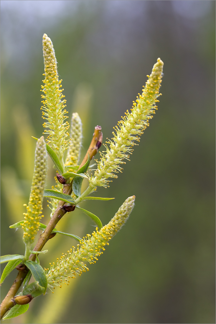 Image of Salix triandra specimen.