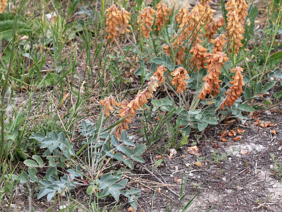 Image of Hedysarum grandiflorum specimen.