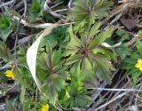 Anemone ranunculoides