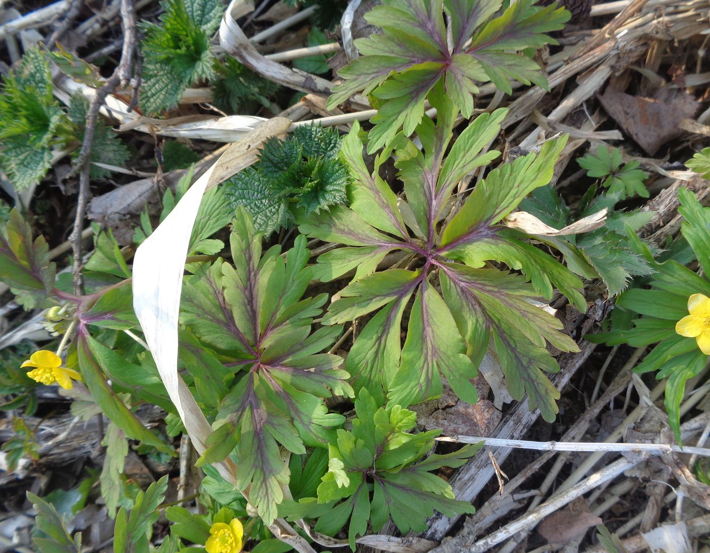 Image of Anemone ranunculoides specimen.