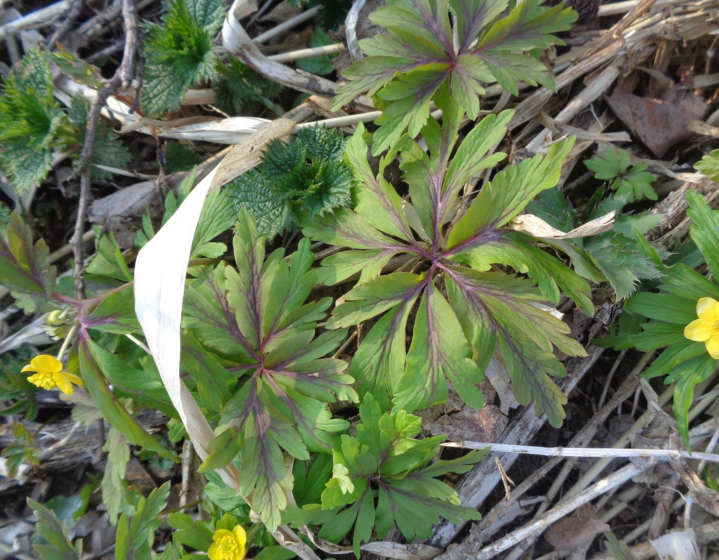 Изображение особи Anemone ranunculoides.