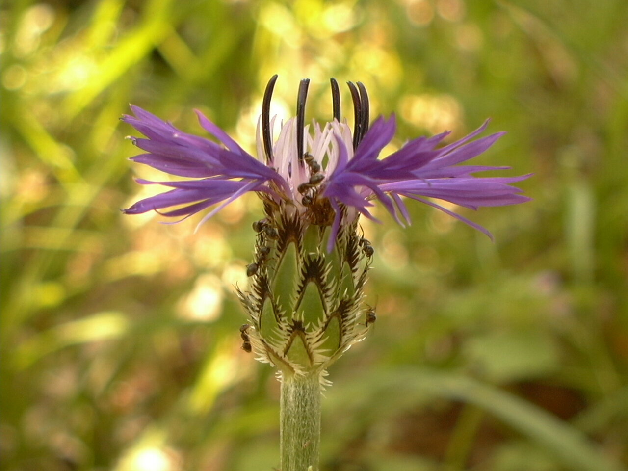 Изображение особи Centaurea pichleri.