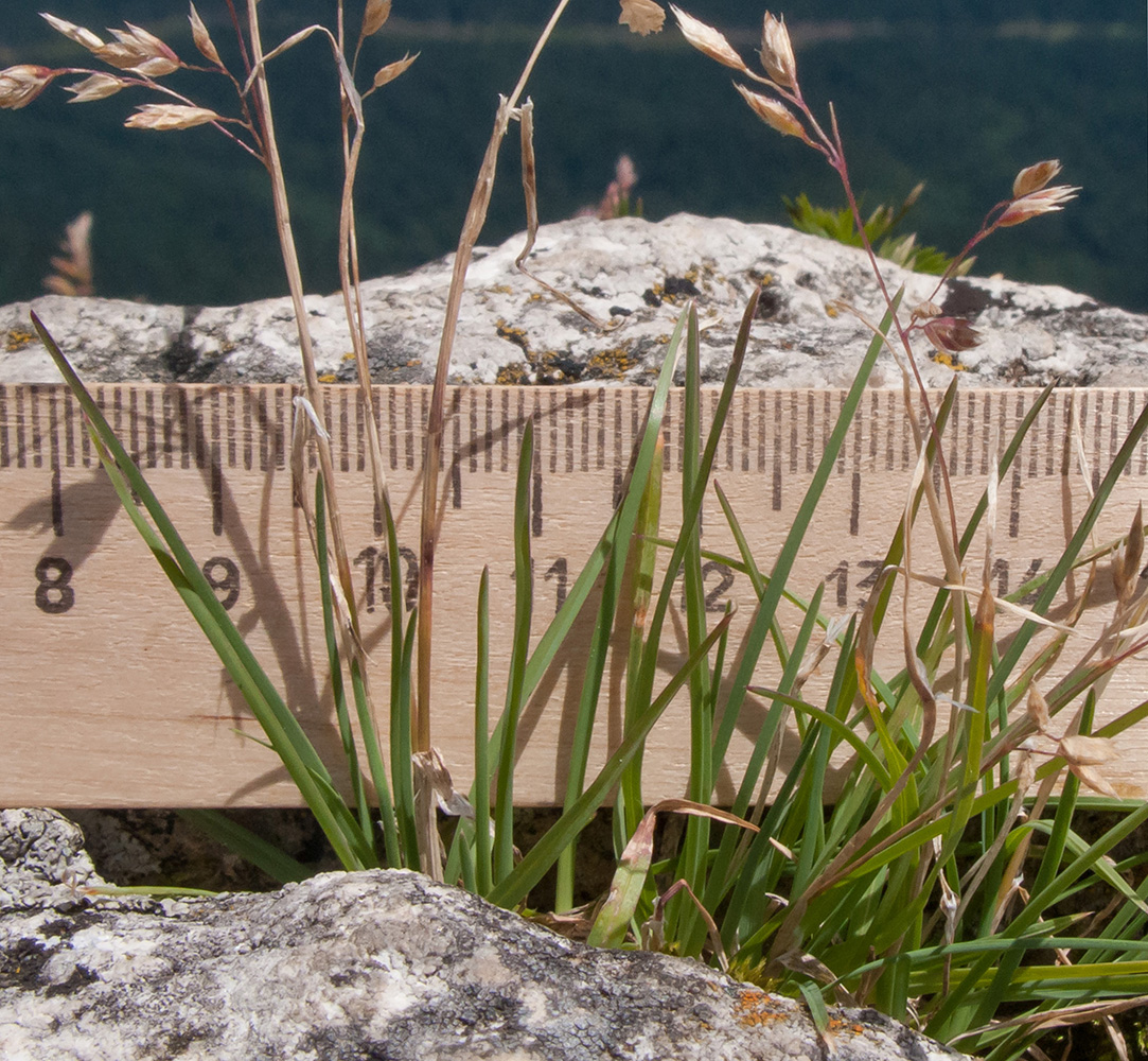 Image of Poa seredinii specimen.