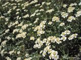 Achillea cretica