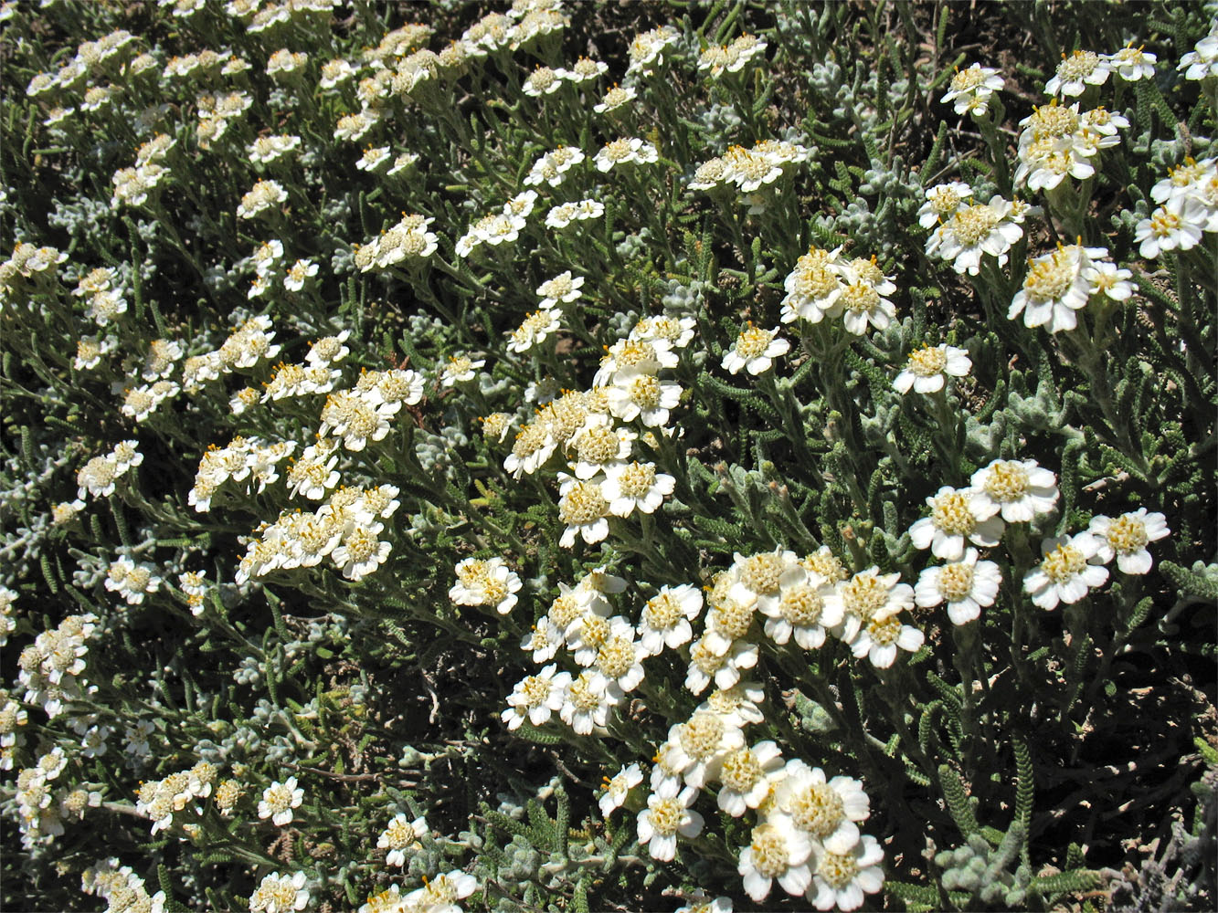 Image of Achillea cretica specimen.