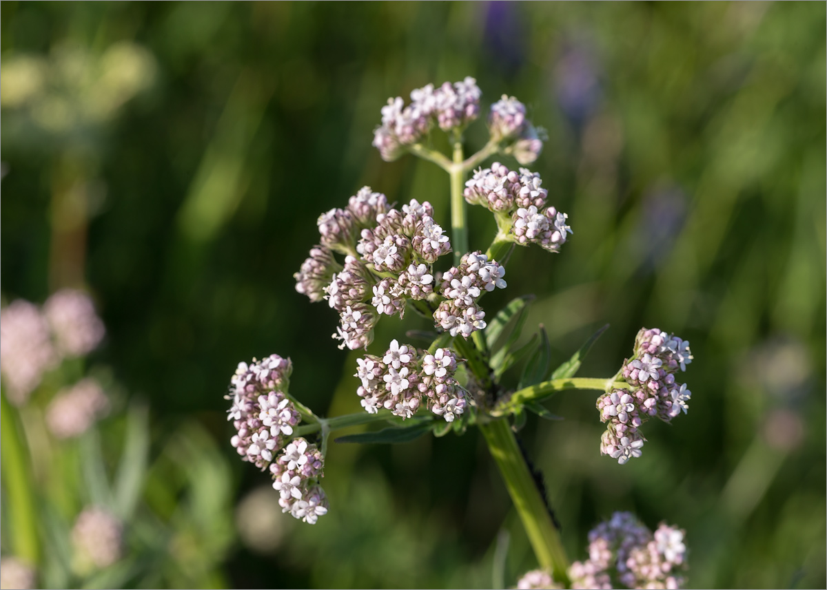 Изображение особи Valeriana salina.