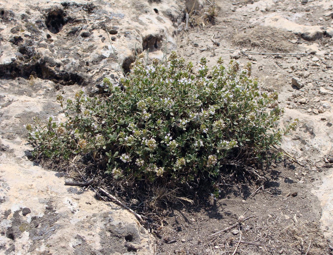 Image of genus Ziziphora specimen.