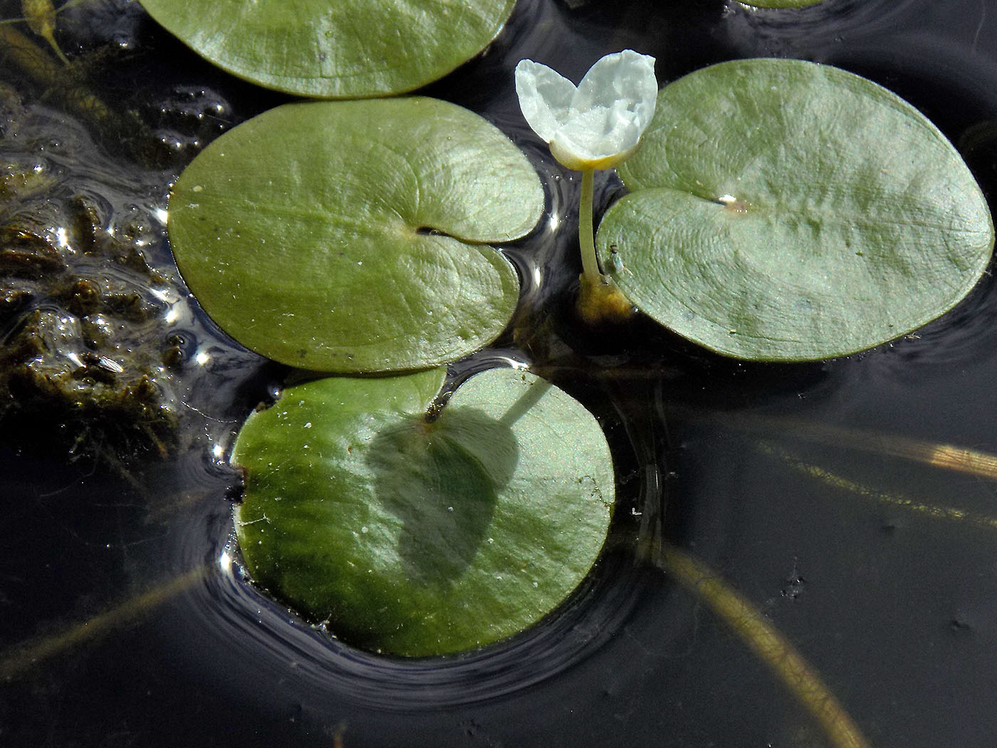 Изображение особи Hydrocharis morsus-ranae.