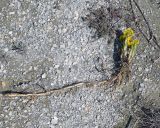 Tussilago farfara