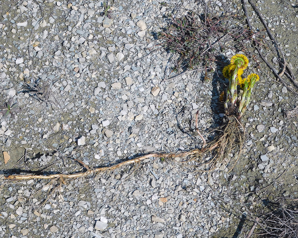 Image of Tussilago farfara specimen.