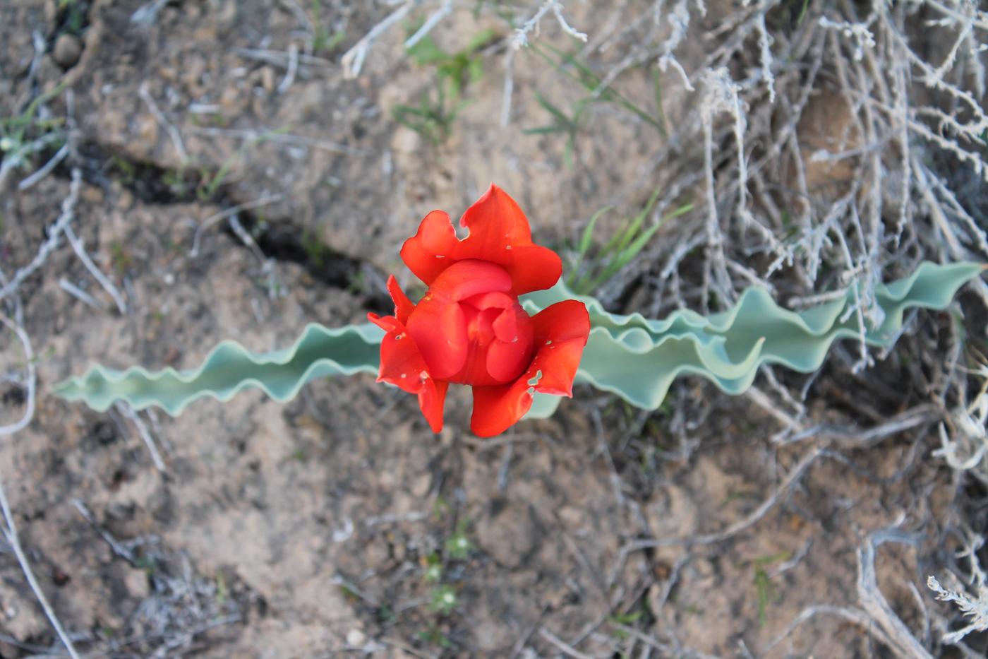 Изображение особи Tulipa alberti.