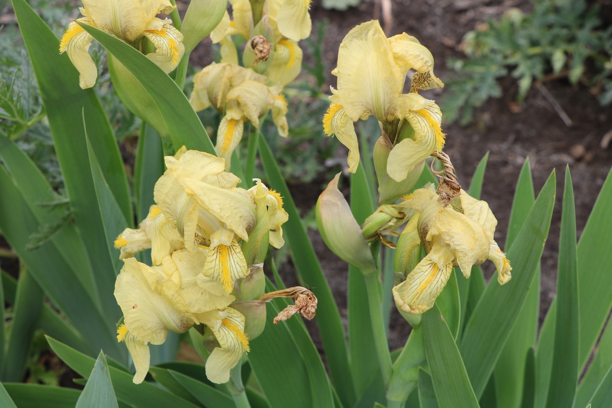 Изображение особи Iris imbricata.