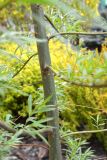 genus Salix
