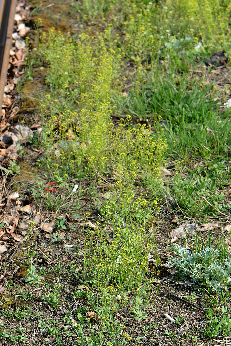 Image of Draba nemorosa specimen.