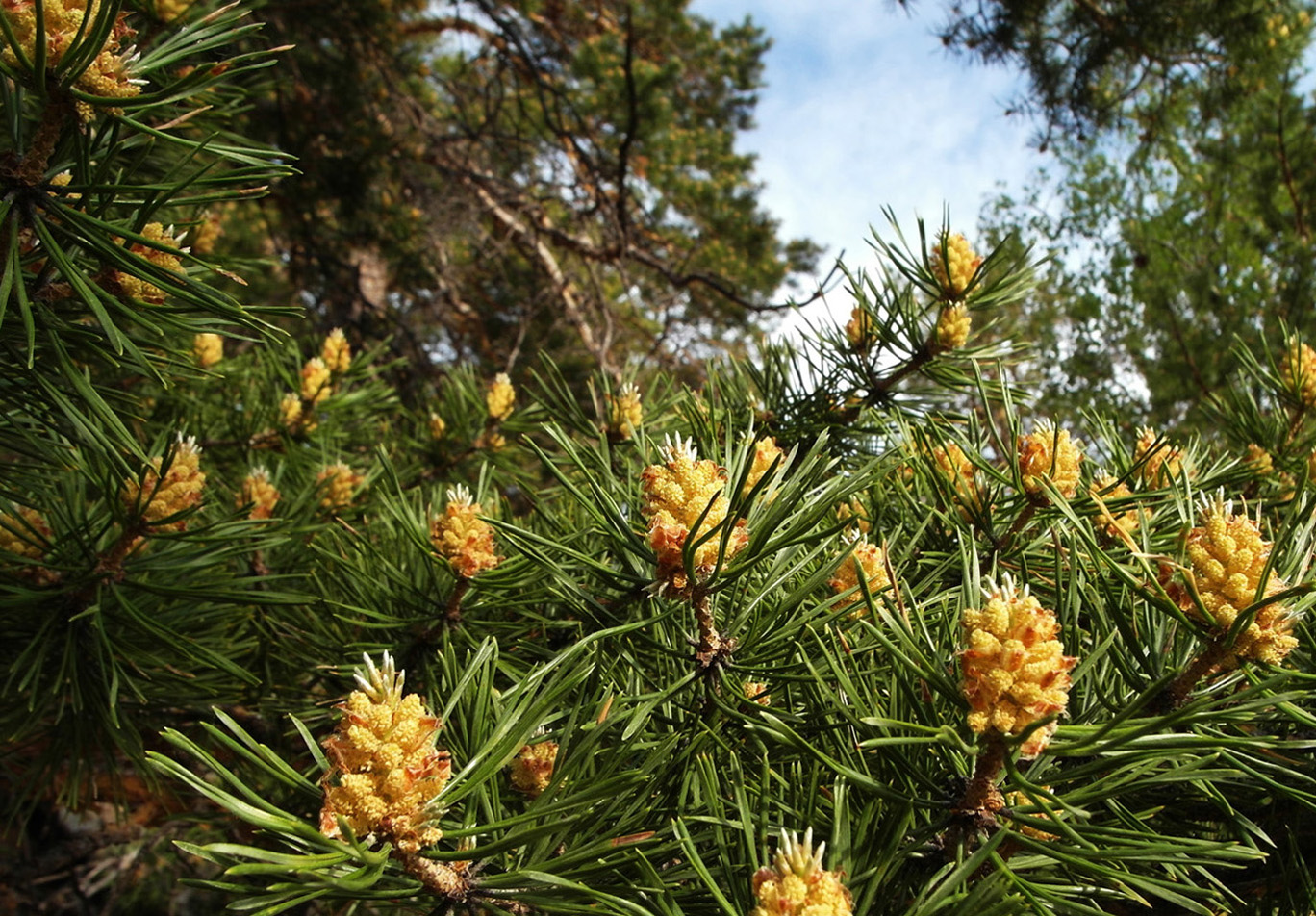 Изображение особи Pinus sylvestris.