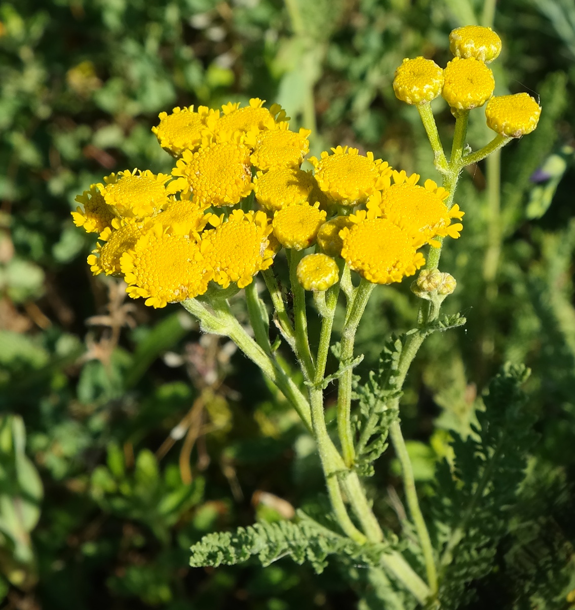 Image of Tanacetum millefolium specimen.