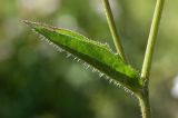 Picris hieracioides