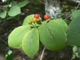 Lonicera chrysantha. Верхушка побега с созревающими плодами. Хабаровский край, Хабаровский р-н, ст. Хехцир. 23.07.2014.