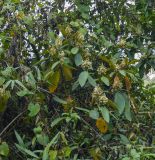 genus Miconia