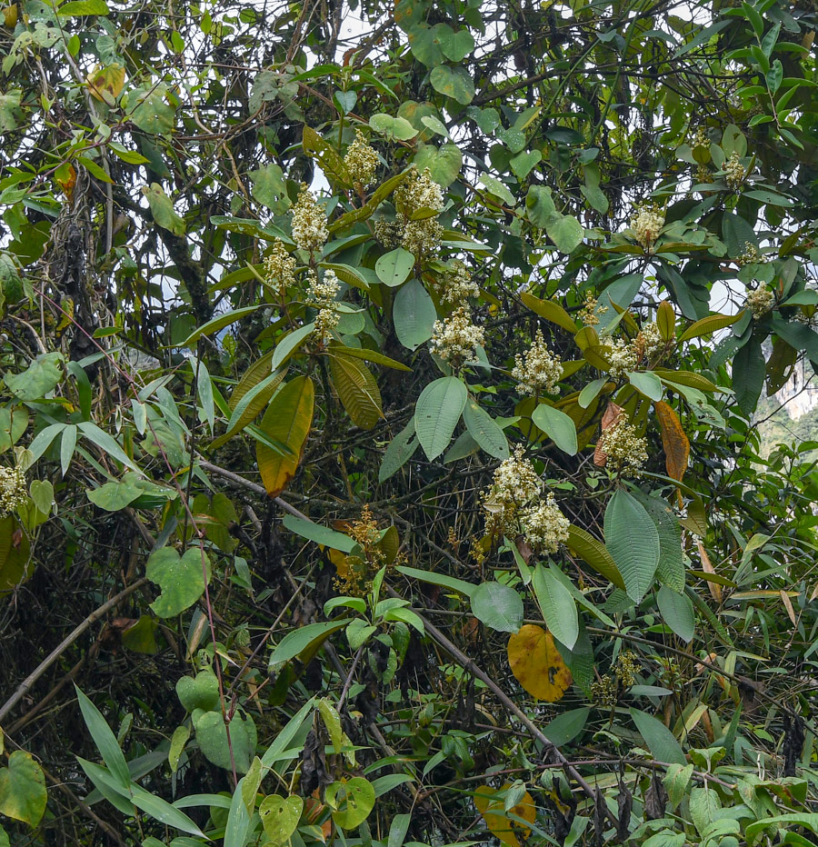 Image of genus Miconia specimen.