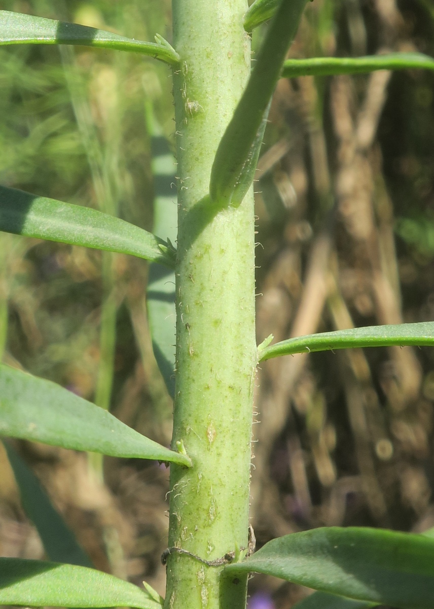 Image of Linaria maeotica specimen.