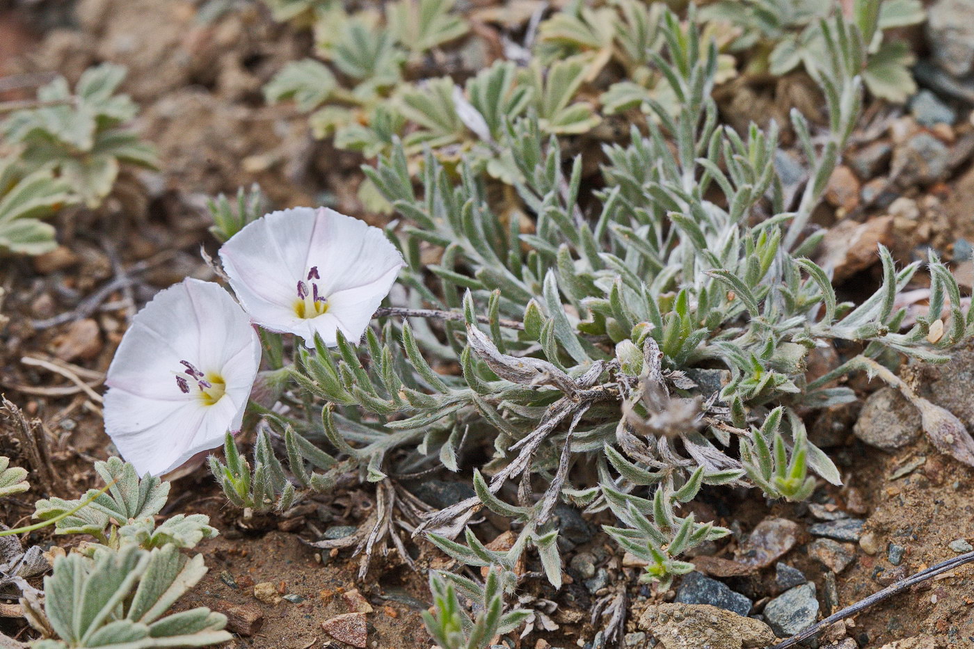 Изображение особи Convolvulus ammannii.