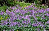 Cardamine quinquefolia