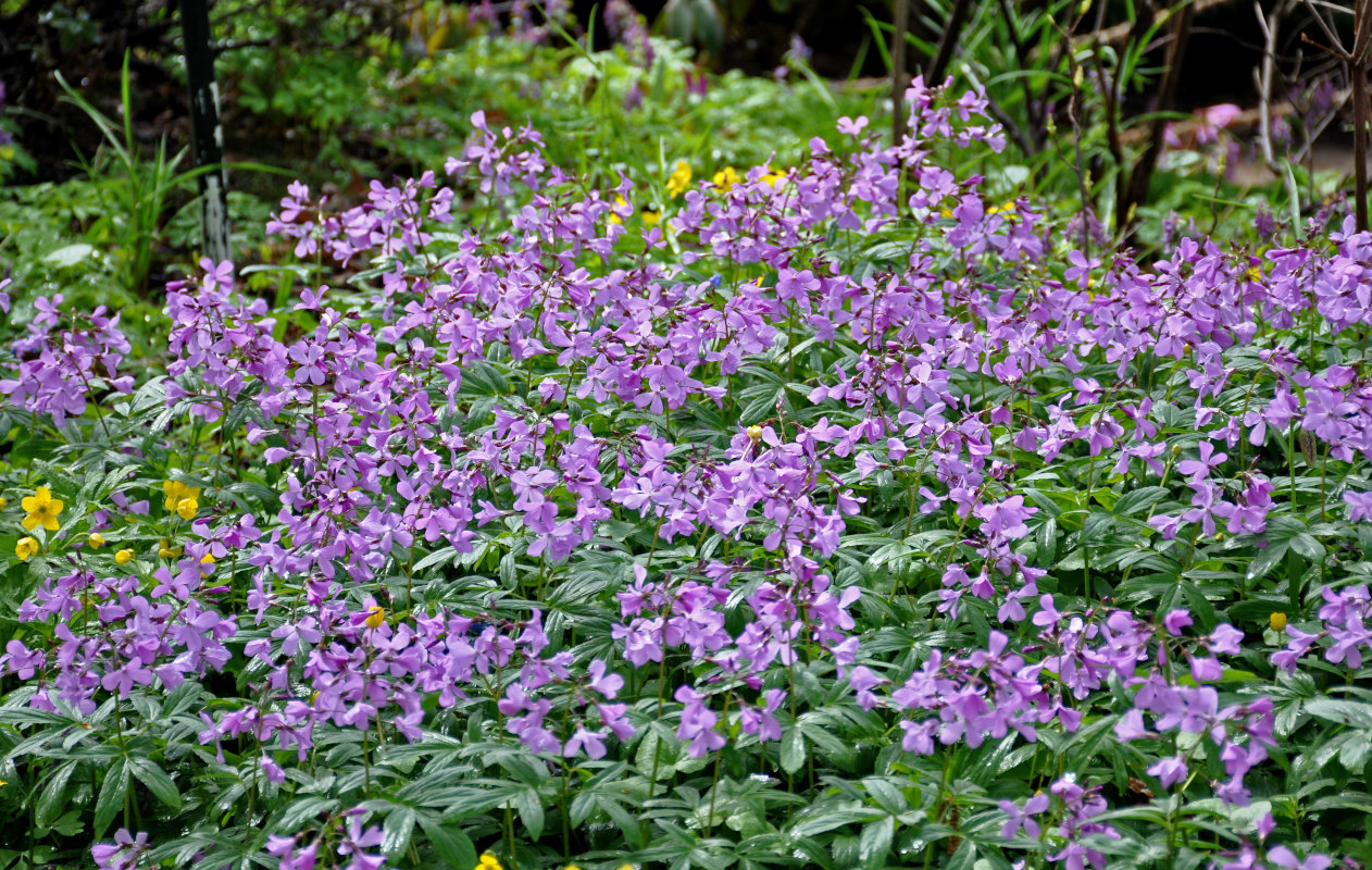 Image of Cardamine quinquefolia specimen.