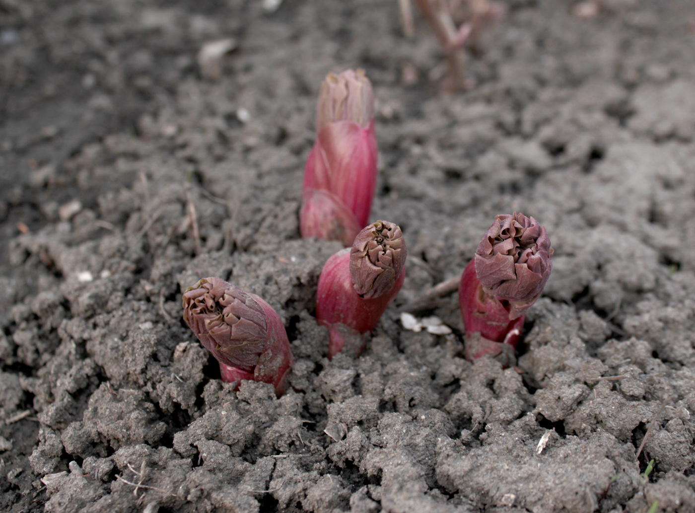 Изображение особи Paeonia daurica.