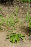 Verbascum nigrum. Растение с развивающимися соцветиями. Свердловская обл., Красноуфимский округ, Усть-Машский сельский совет, окр. дер. Русский Усть-Маш, обрывистый берег р. Уфа. 13 июня 2021 г.