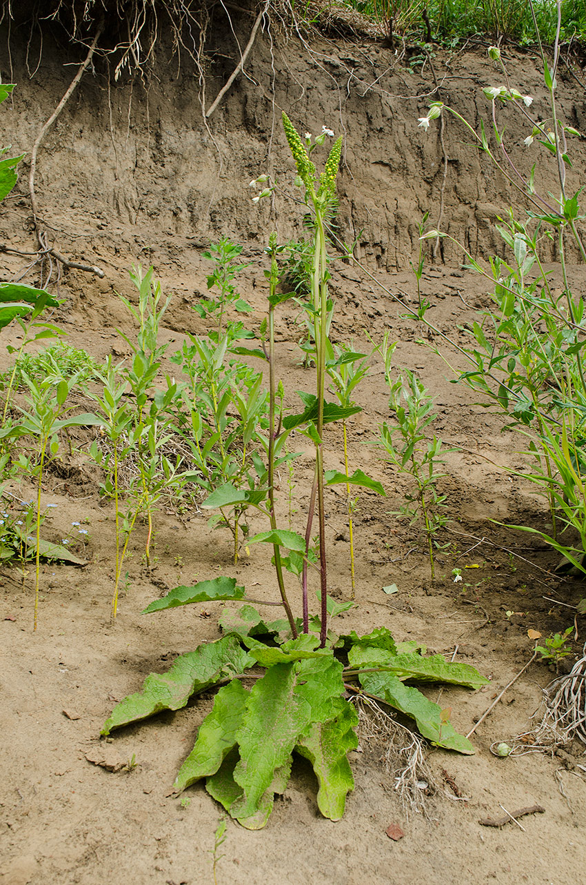 Изображение особи Verbascum nigrum.