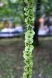 Pterocarya fraxinifolia. Соплодие. Санкт-Петербург, Петроградский р-н, Ботанический сад им. Петра Великого, в культуре. 30.08.2021.