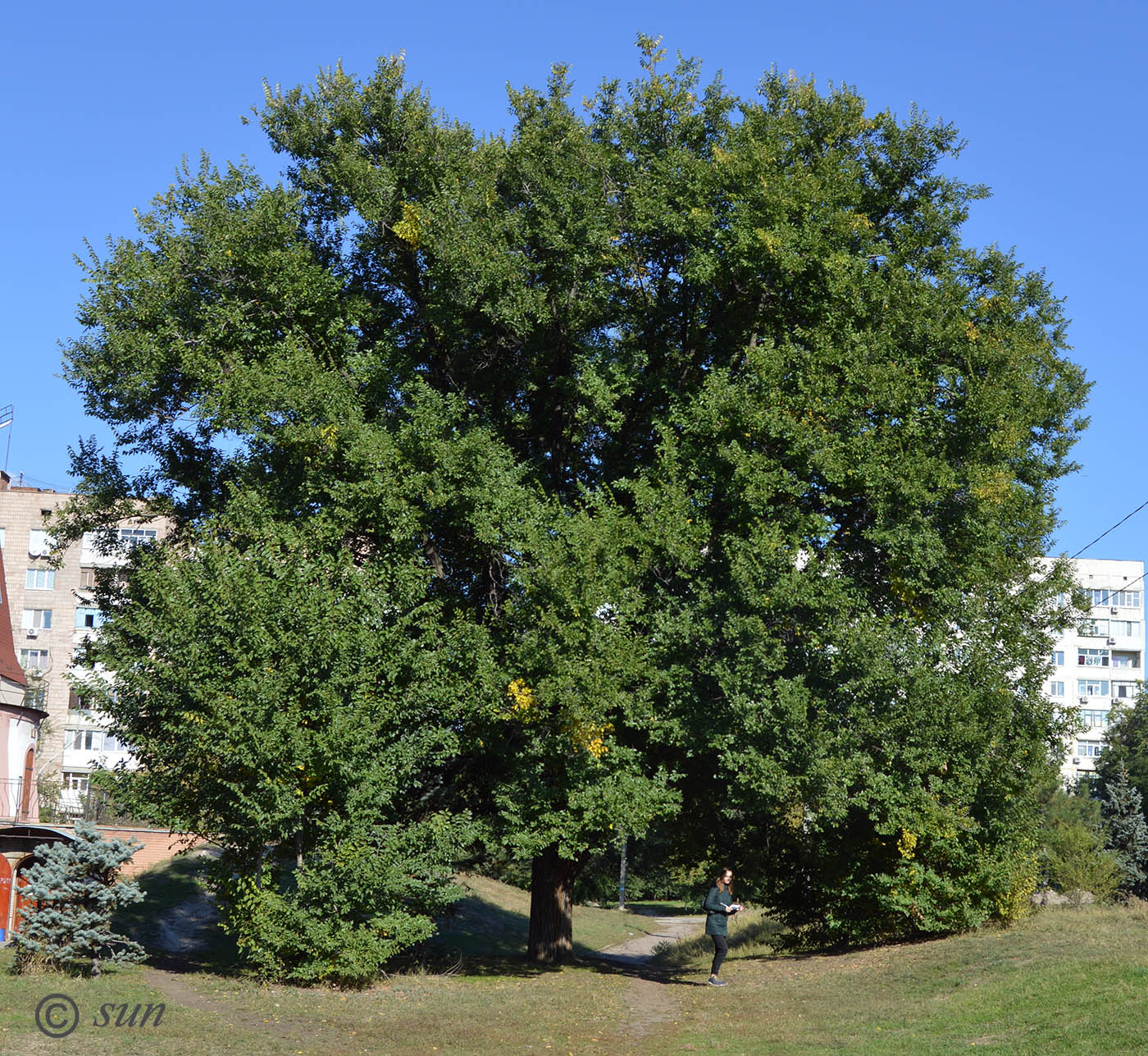 Image of Ulmus pumila specimen.