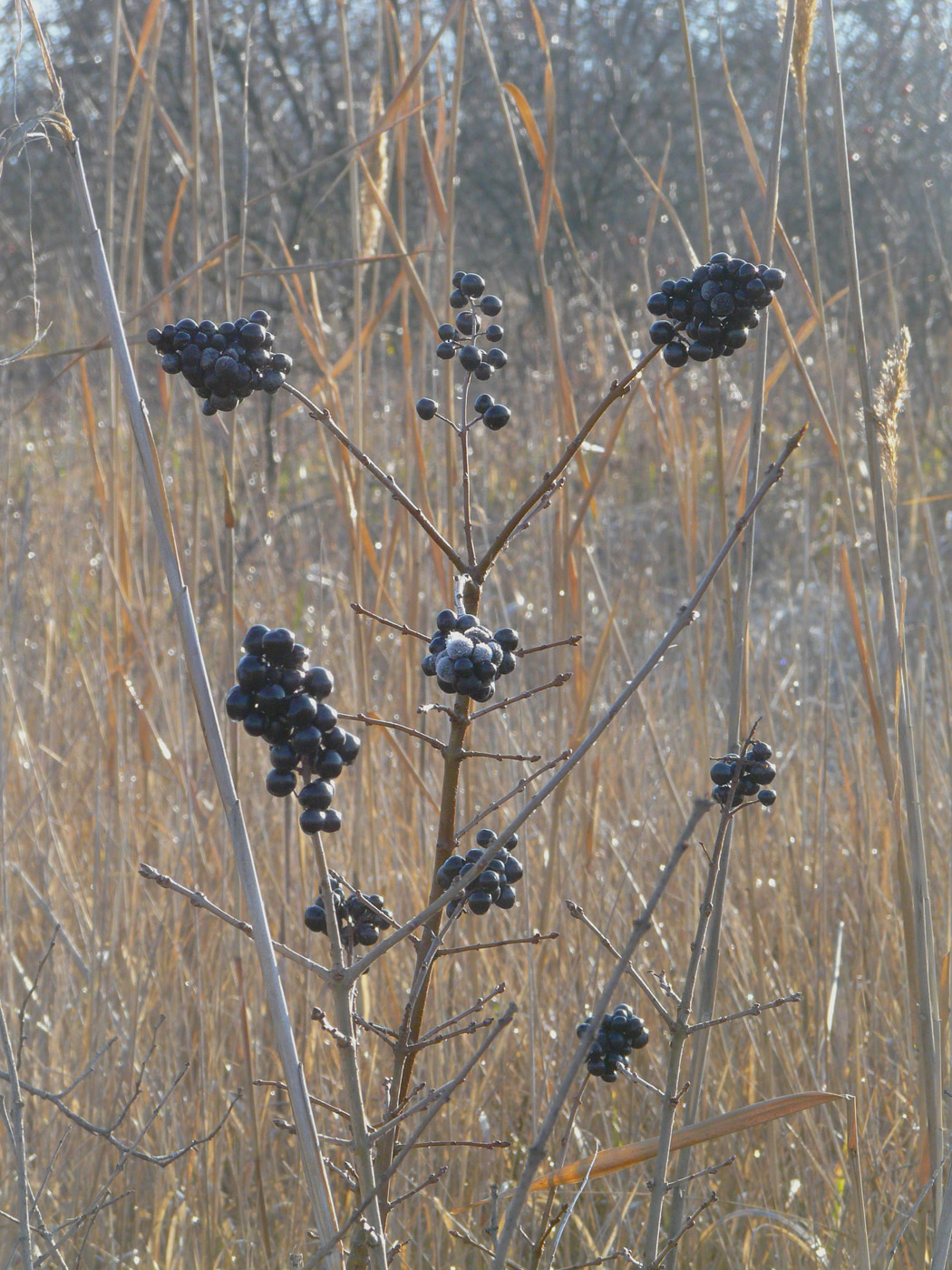 Image of Ligustrum vulgare specimen.