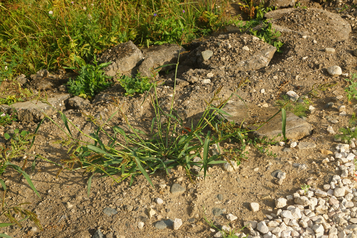 Image of Echinochloa crus-galli specimen.